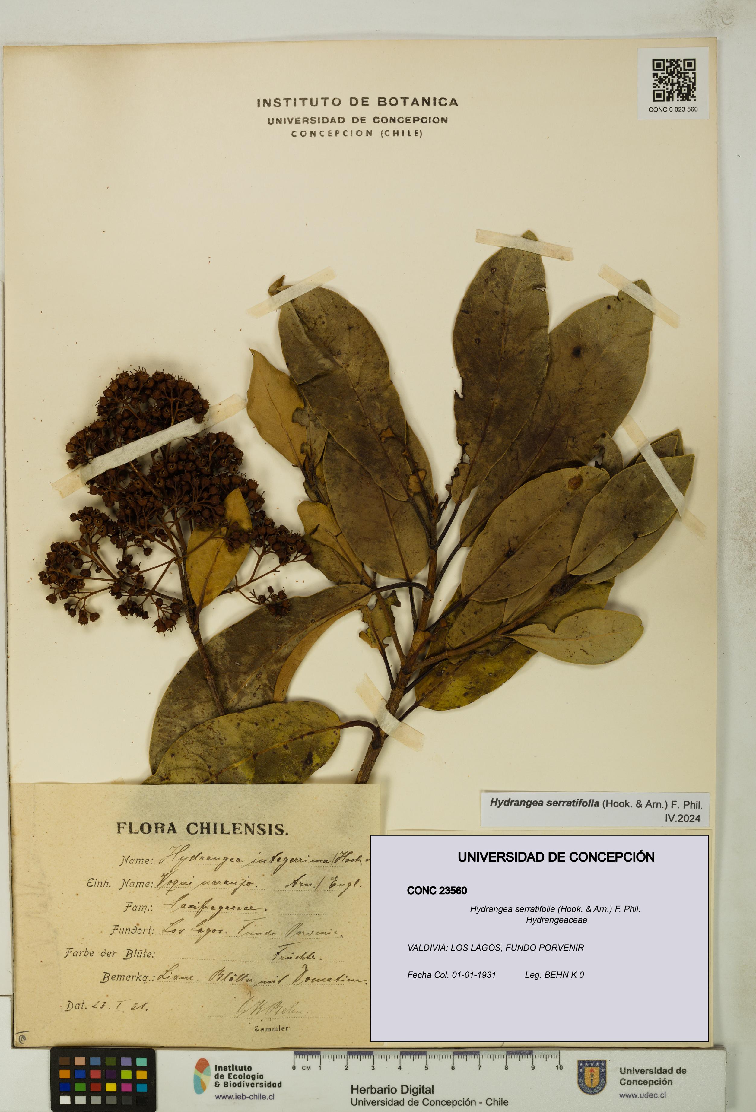 Hydrangea serratifolia [Espécimen: UDEC:CONC:0023560]