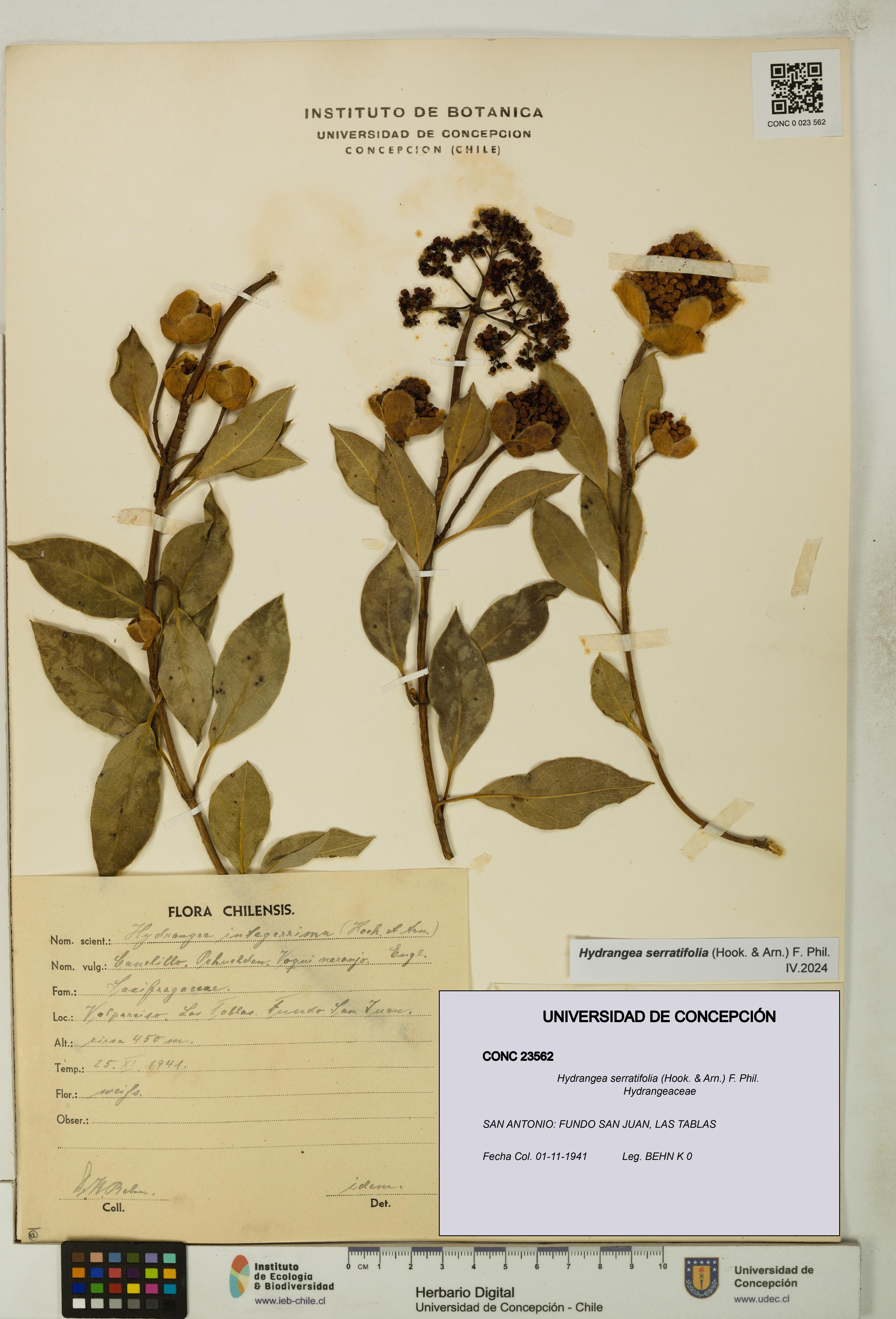 Hydrangea serratifolia [Espécimen: UDEC:CONC:0023562]