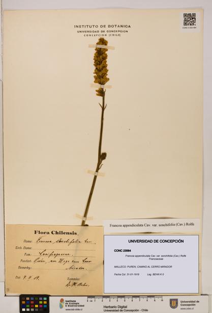 Francoa appendiculata [Espécimen: ]
