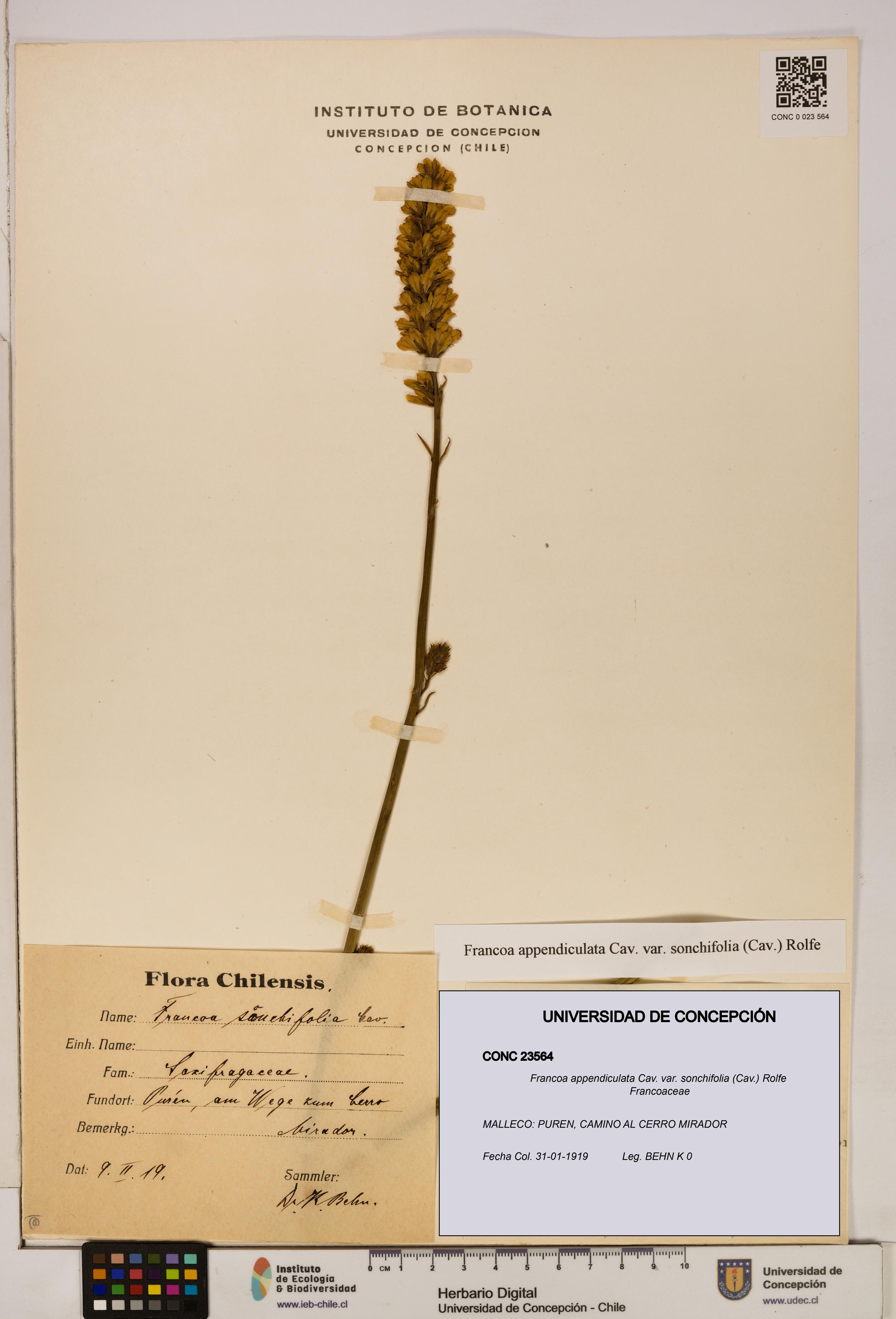 Francoa appendiculata [Espécimen: ]