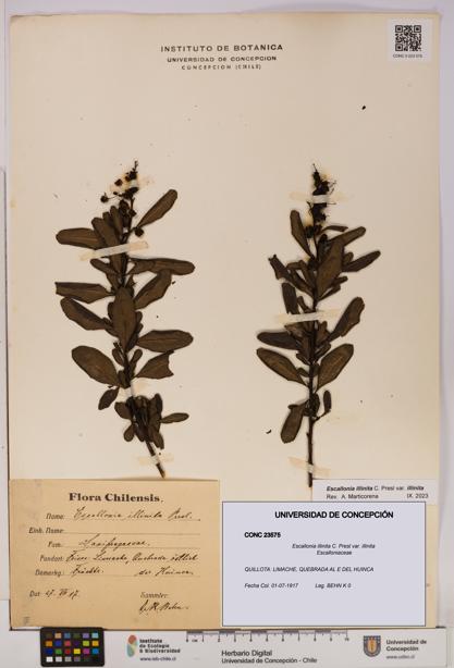 Escallonia illinita [Espécimen: UDEC:CONC:0023575]