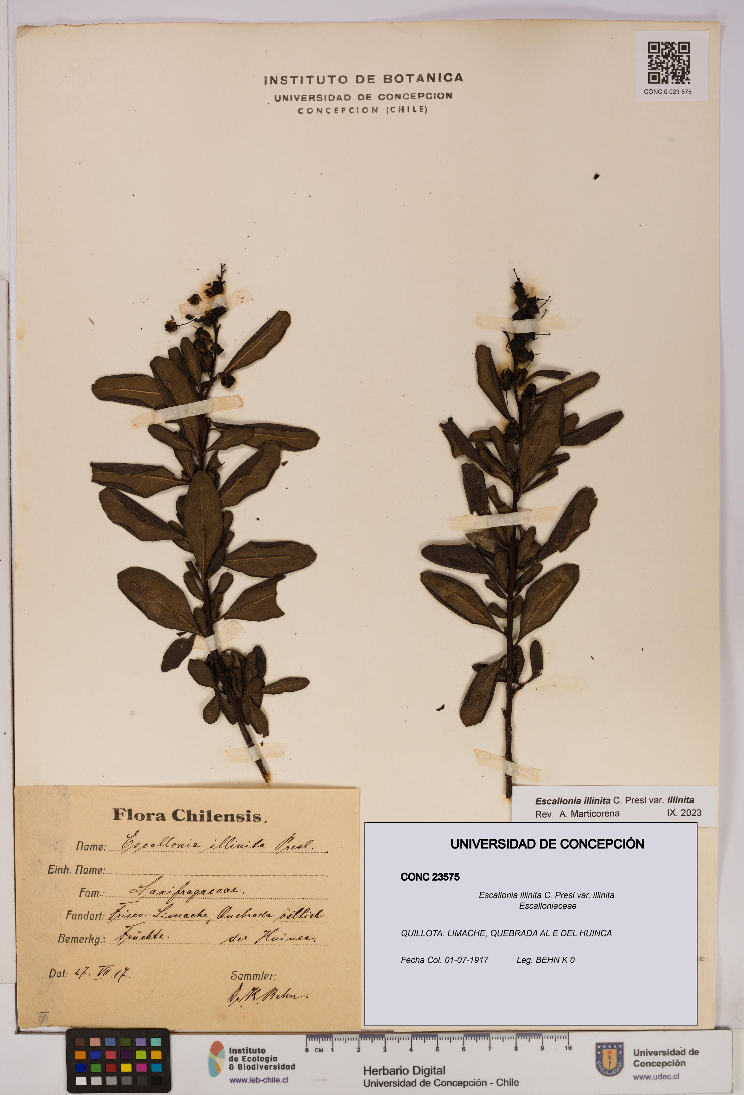 Escallonia illinita [Espécimen: UDEC:CONC:0023575]