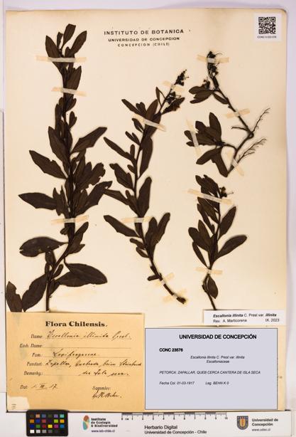 Escallonia illinita [Espécimen: UDEC:CONC:0023576]