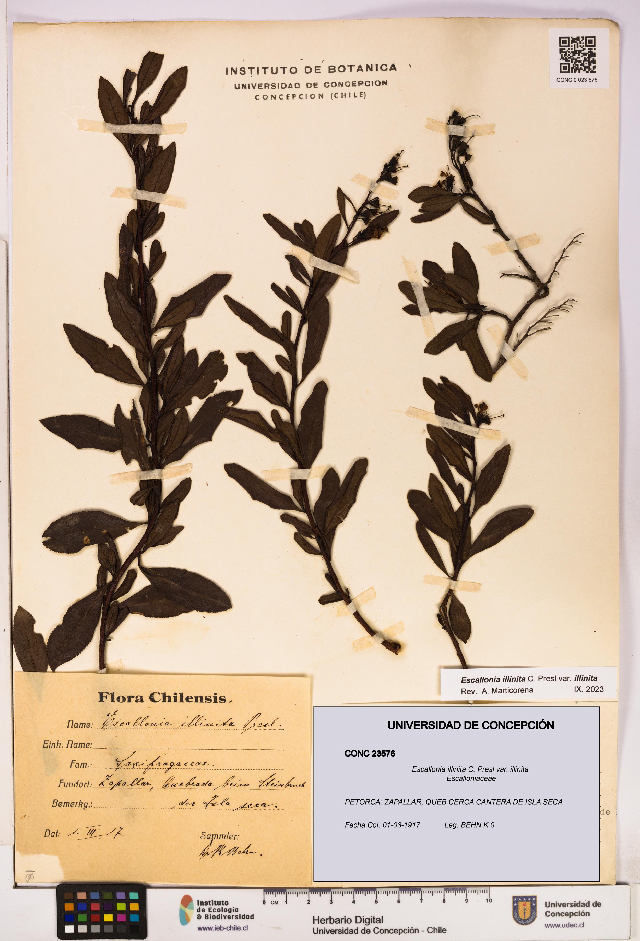 Escallonia illinita [Espécimen: UDEC:CONC:0023576]