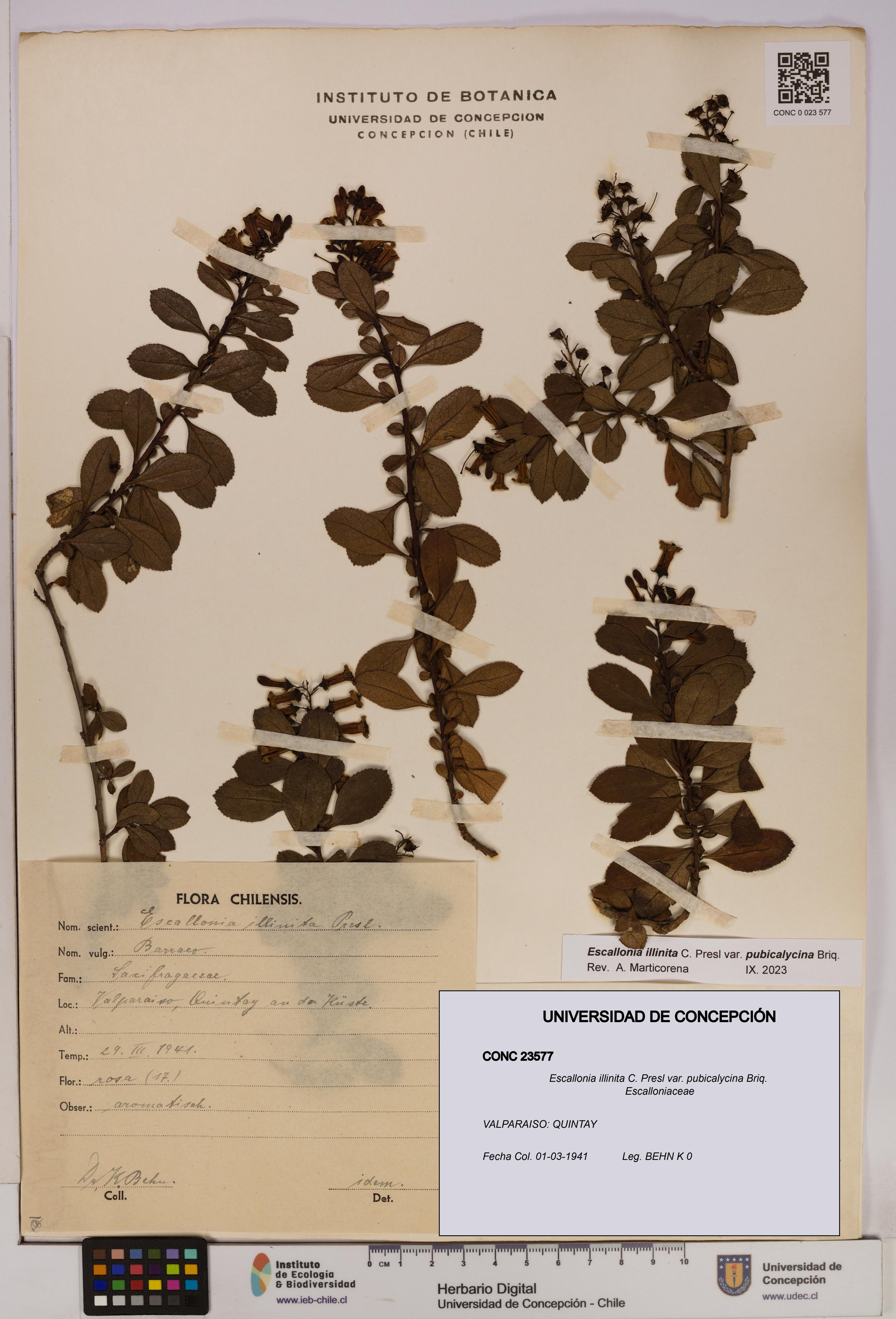 Escallonia illinita [Espécimen: UDEC:CONC:0023577]