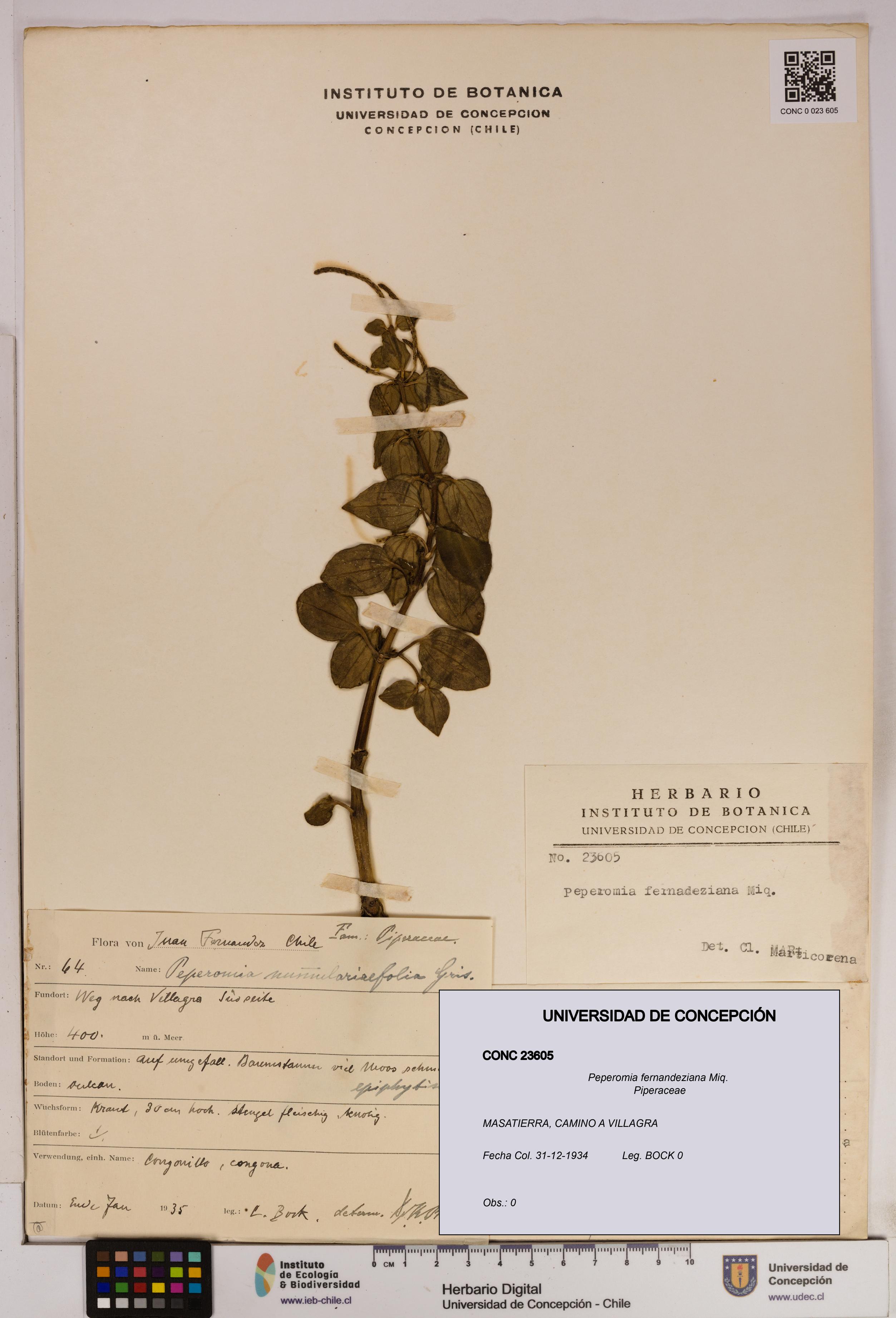 Peperomia fernandeziana [Espécimen: UDEC:CONC:0023605]