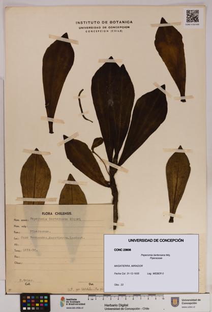 Peperomia berteroana [Espécimen: UDEC:CONC:0023606]