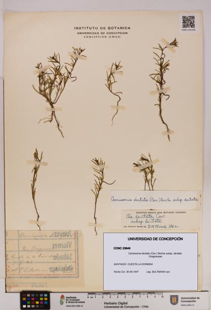 Camissonia dentata [Espécimen: UDEC:CONC:0023649]