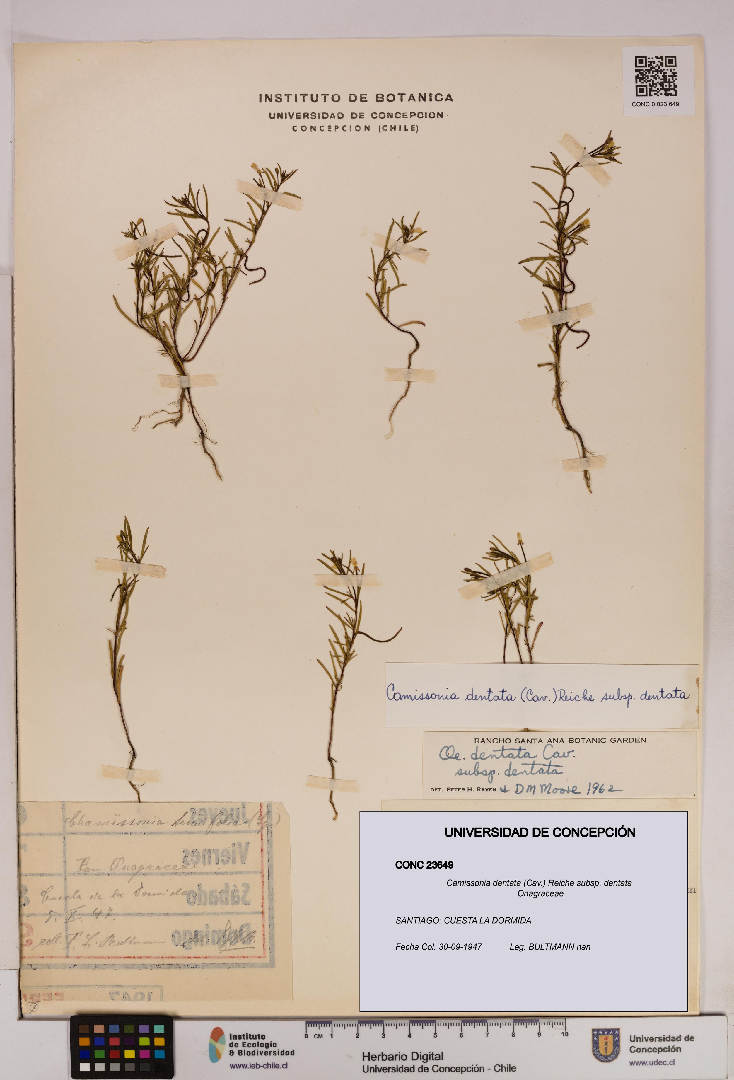 Camissonia dentata [Espécimen: UDEC:CONC:0023649]