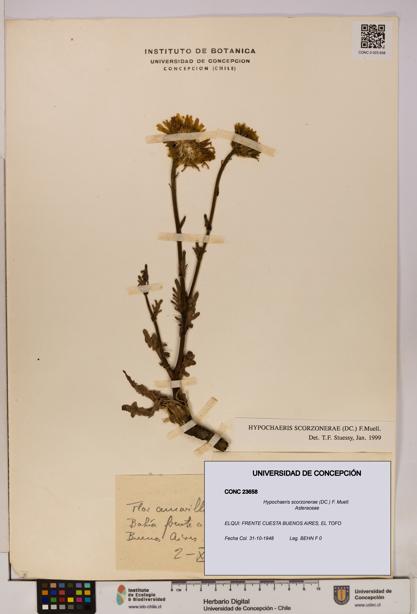 Hypochaeris scorzonerae [Espécimen: UDEC:CONC:0023658]