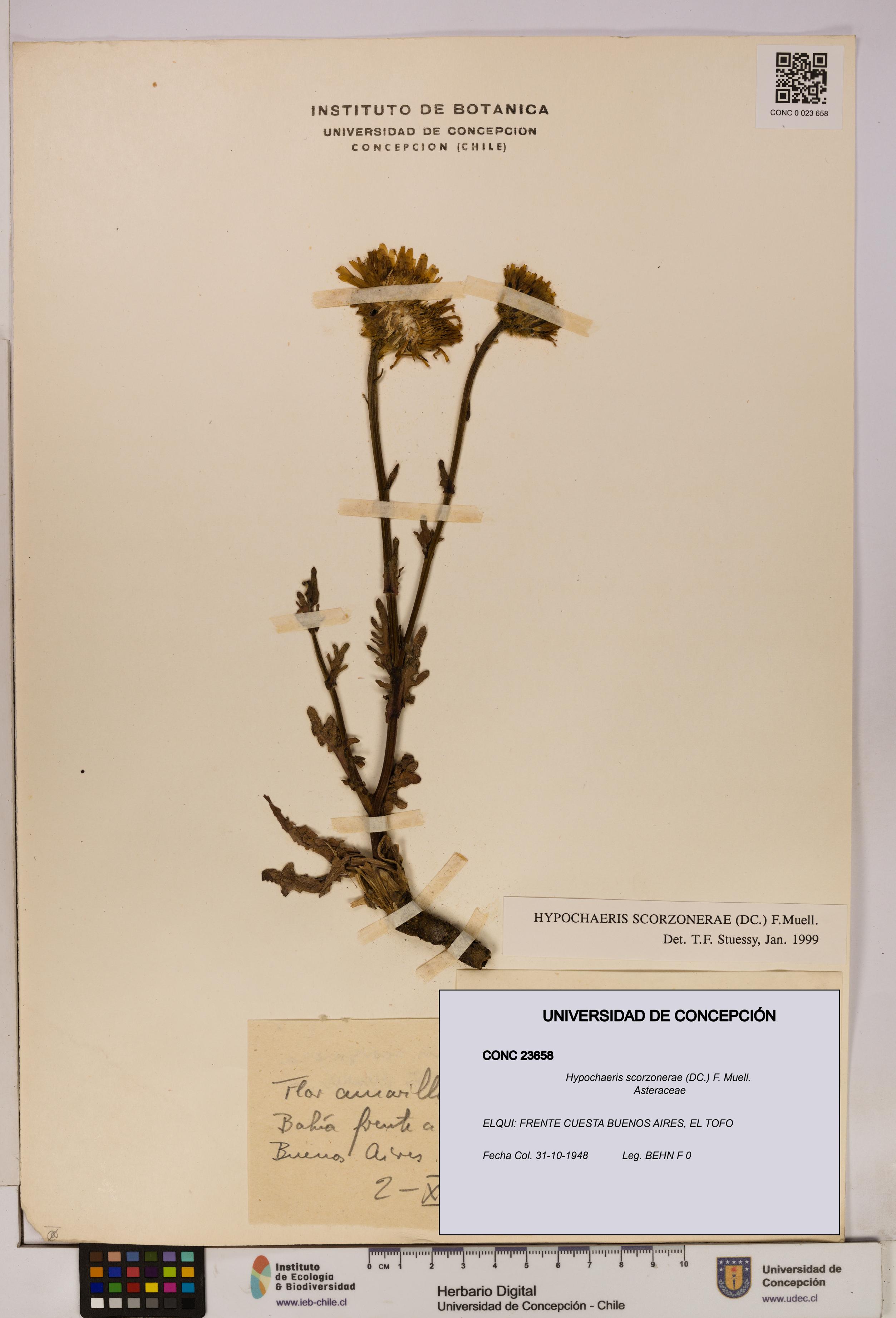 Hypochaeris scorzonerae [Espécimen: UDEC:CONC:0023658]