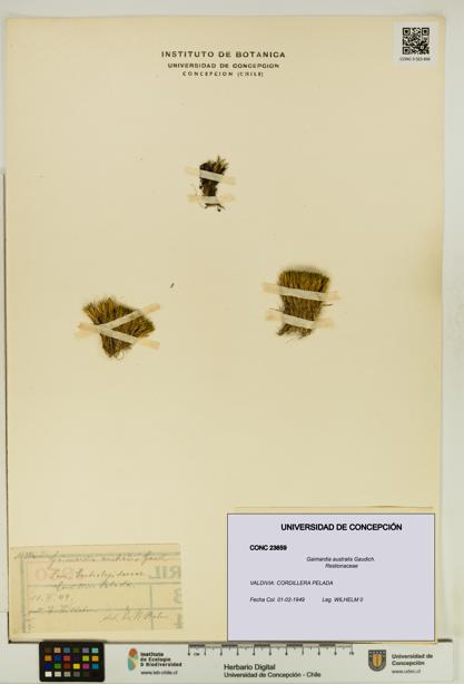 Gaimardia australis [Espécimen: UDEC:CONC:0023659]