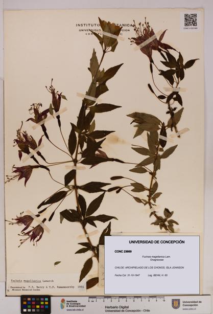 Fuchsia magellanica [Espécimen: UDEC:CONC:0023669]