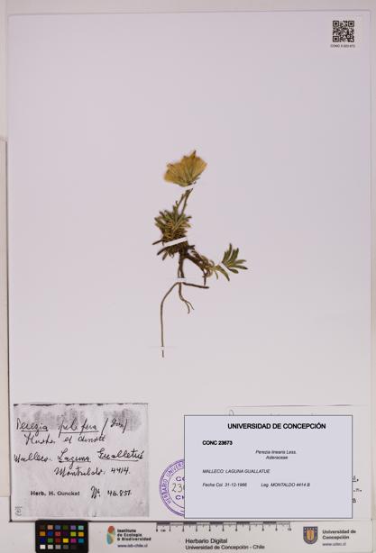 Perezia linearis [Espécimen: UDEC:CONC:0023673]