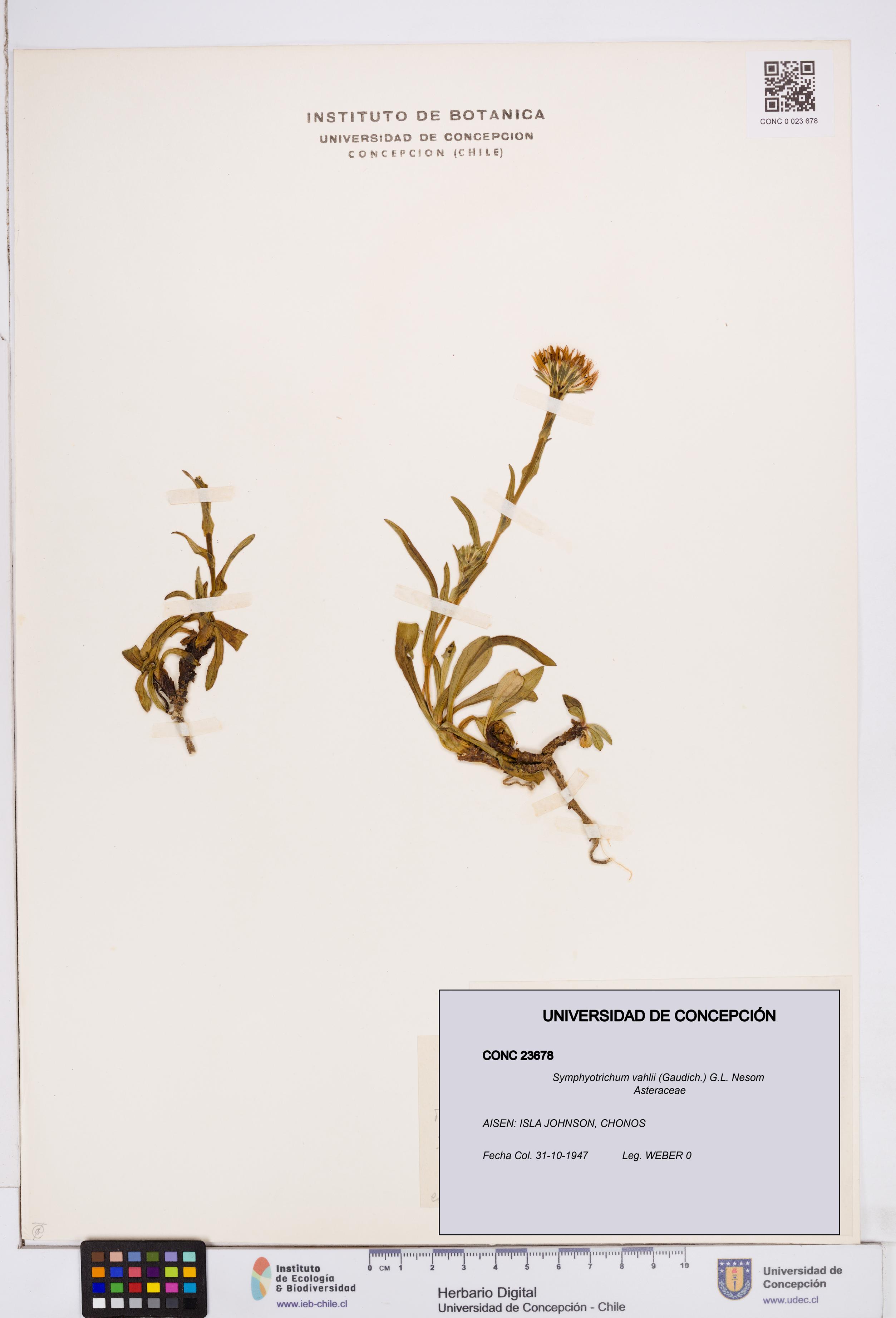 Symphyotrichum vahlii [Espécimen: ]