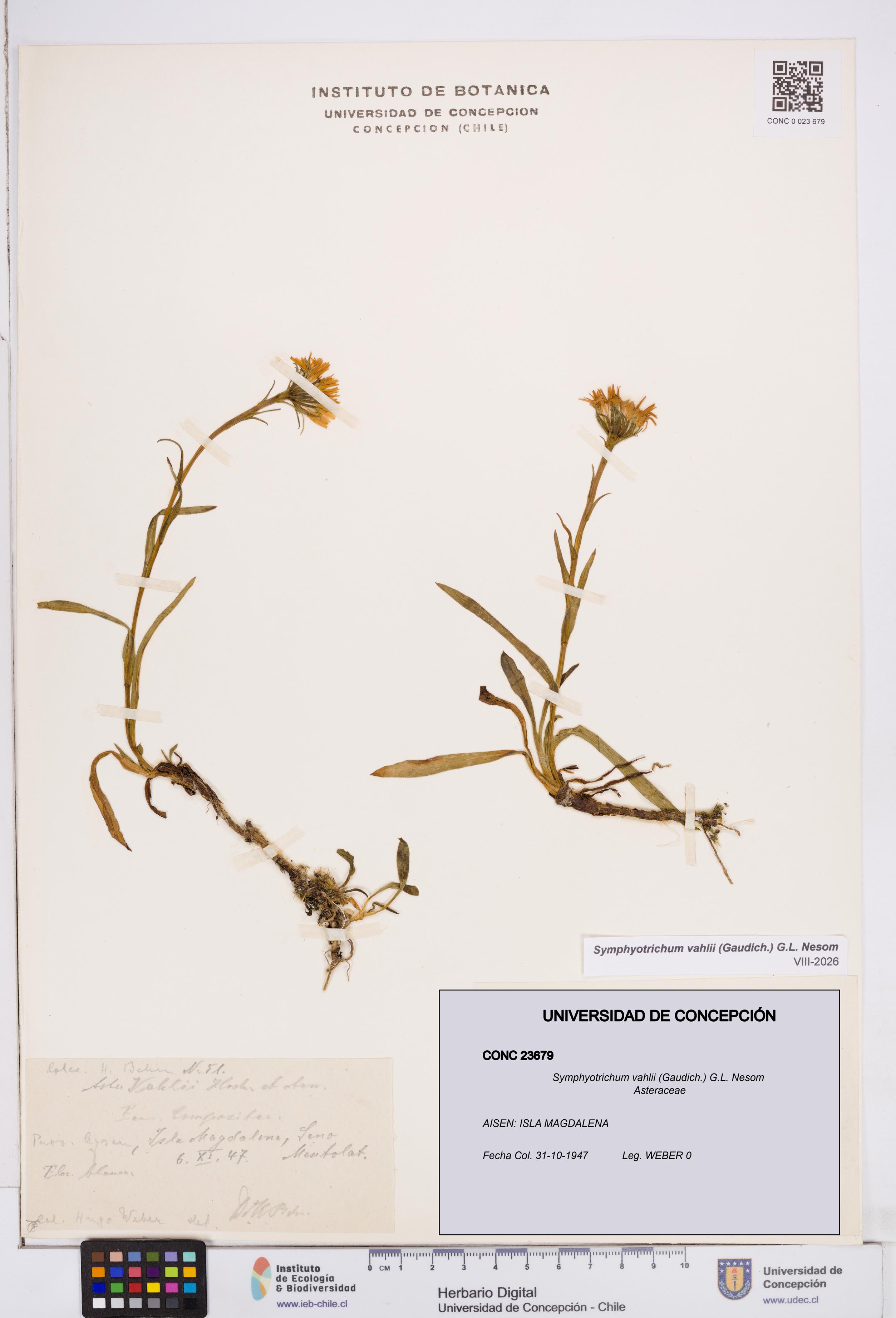 Symphyotrichum vahlii [Espécimen: ]