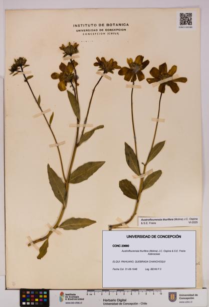 Austroflourensia thurifera [Espécimen: UDEC:CONC:0023680]