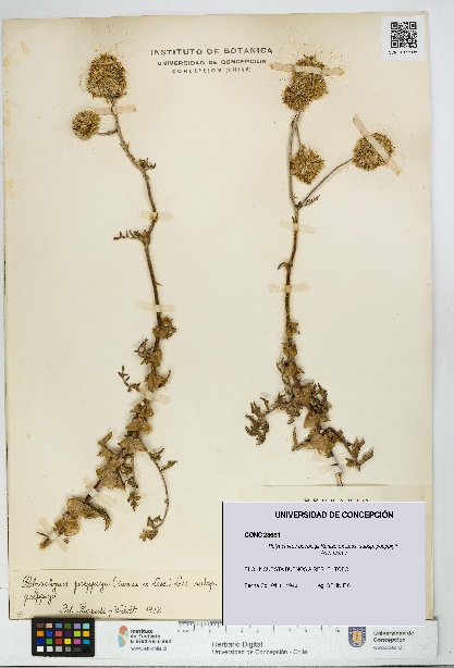 Polyachyrus poeppigii [Espécimen: UDEC:CONC:0023681]