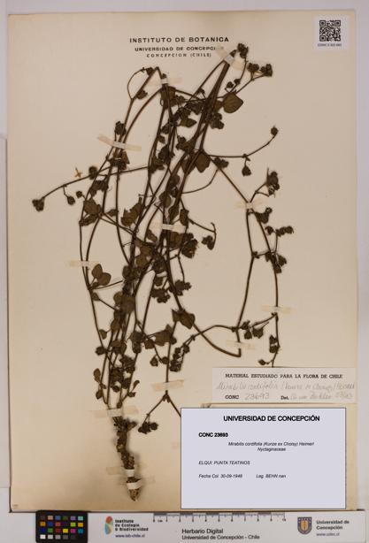Mirabilis cordifolia [Espécimen: UDEC:CONC:0023693]