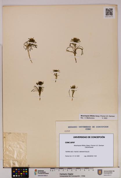 Moschopsis filifolia [Espécimen: UDEC:CONC:0023707]