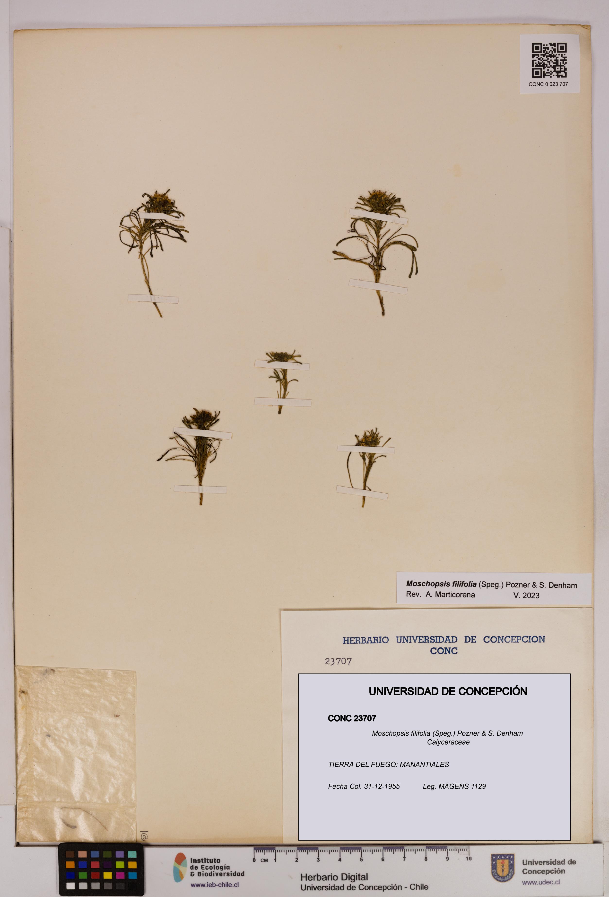 Moschopsis filifolia [Espécimen: UDEC:CONC:0023707]