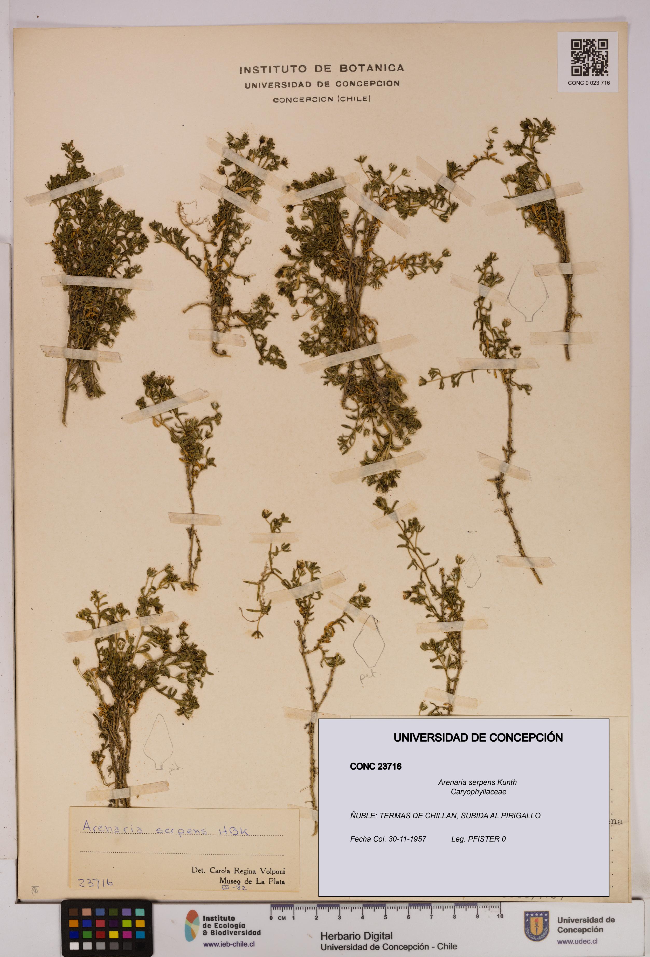 Arenaria serpens [Espécimen: UDEC:CONC:0023716]