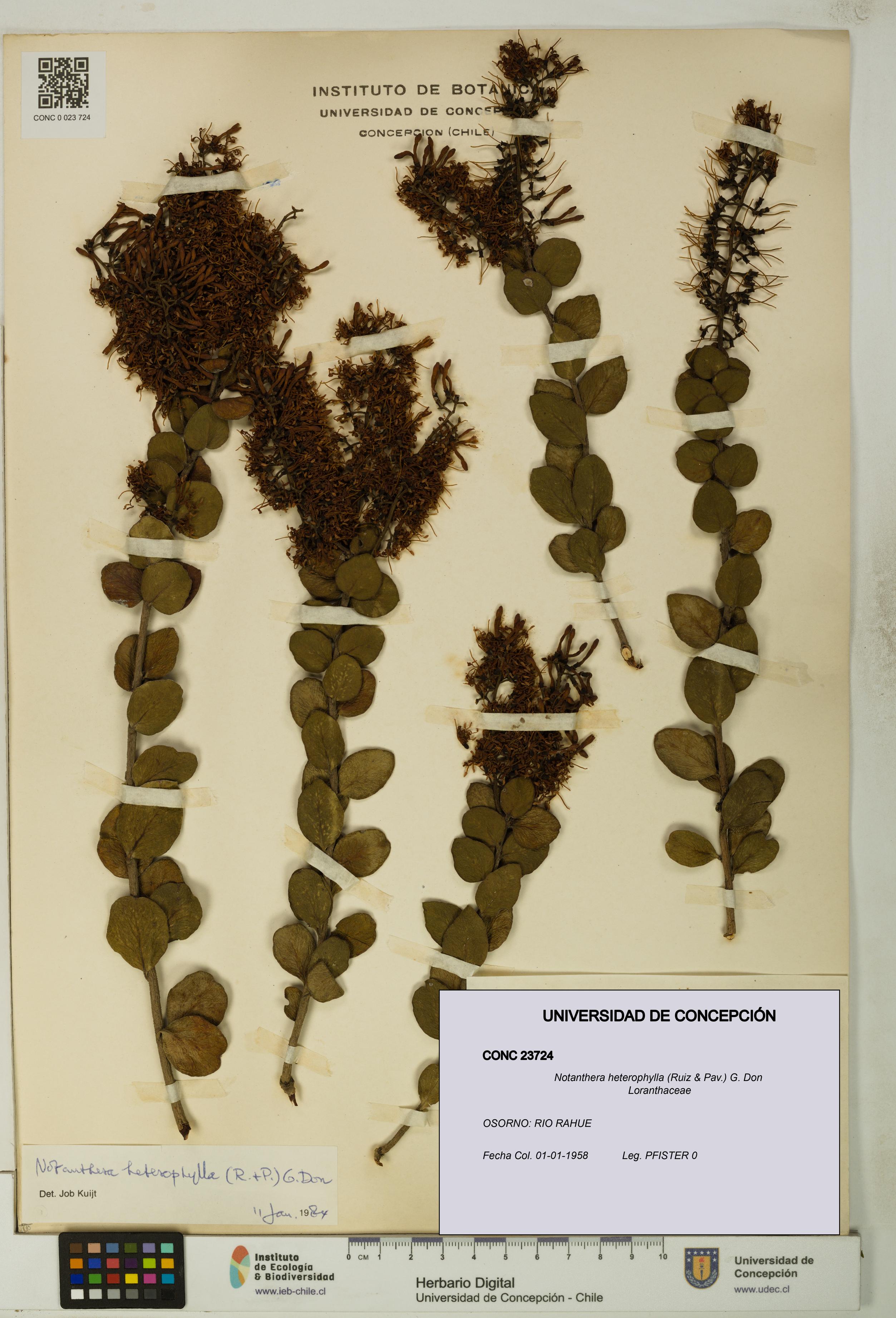 Notanthera heterophylla [Espécimen: UDEC:CONC:0023724]