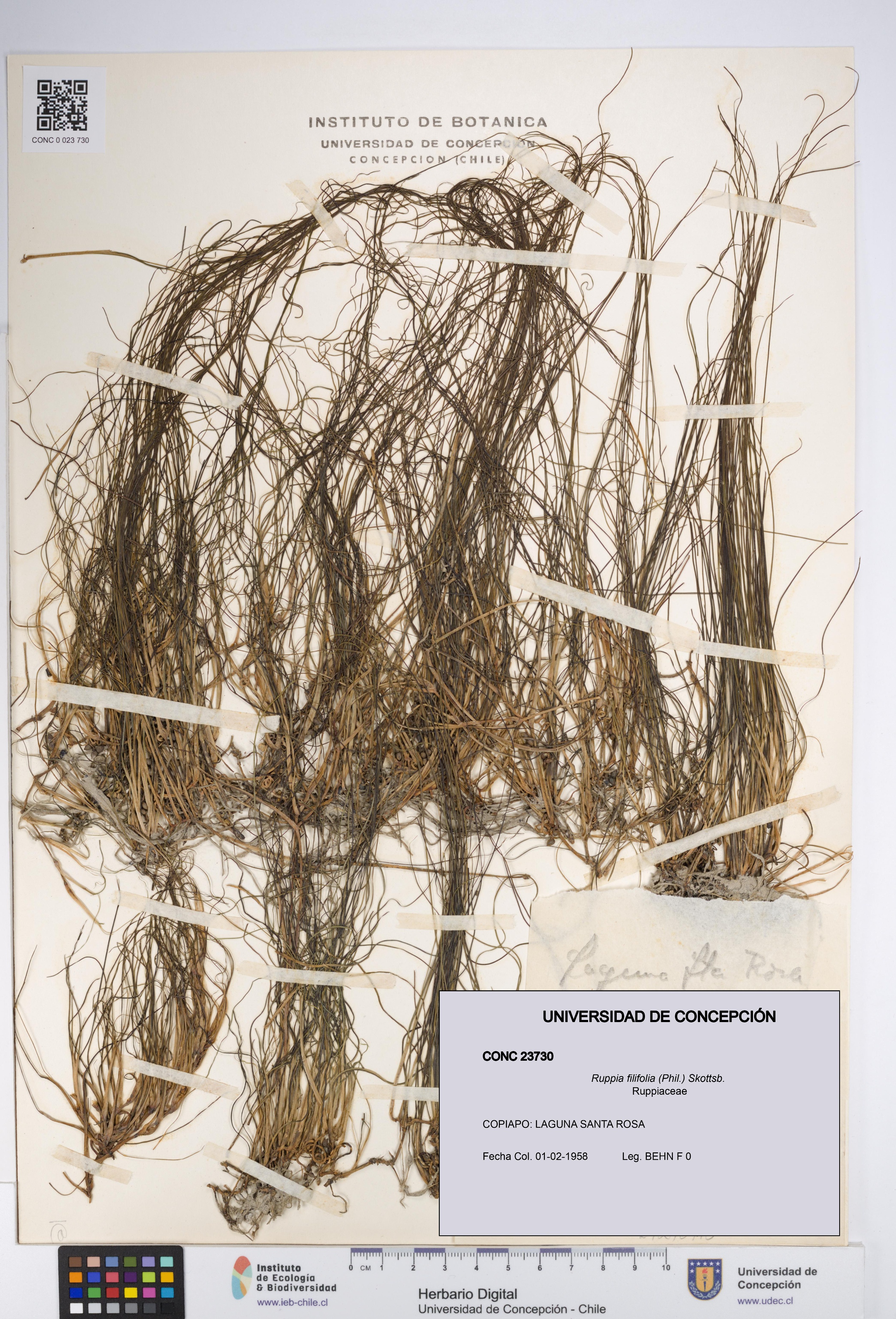 Ruppia filifolia [Espécimen: UDEC:CONC:0023730]
