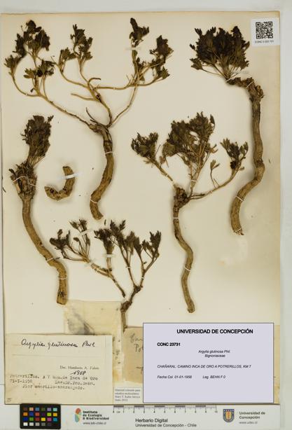 Argylia glutinosa [Espécimen: UDEC:CONC:0023731]