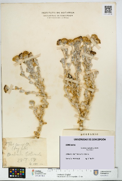 Senecio eriophyton [Espécimen: UDEC:CONC:0023732]