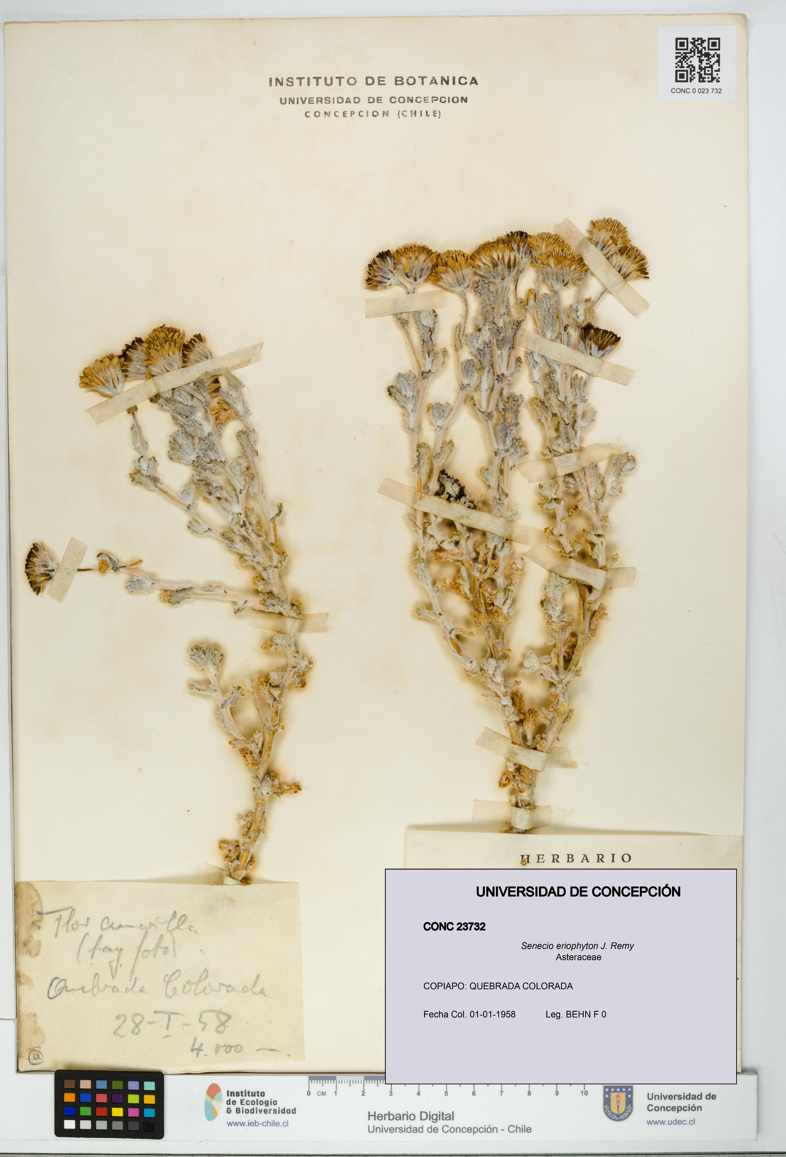 Senecio eriophyton [Espécimen: UDEC:CONC:0023732]