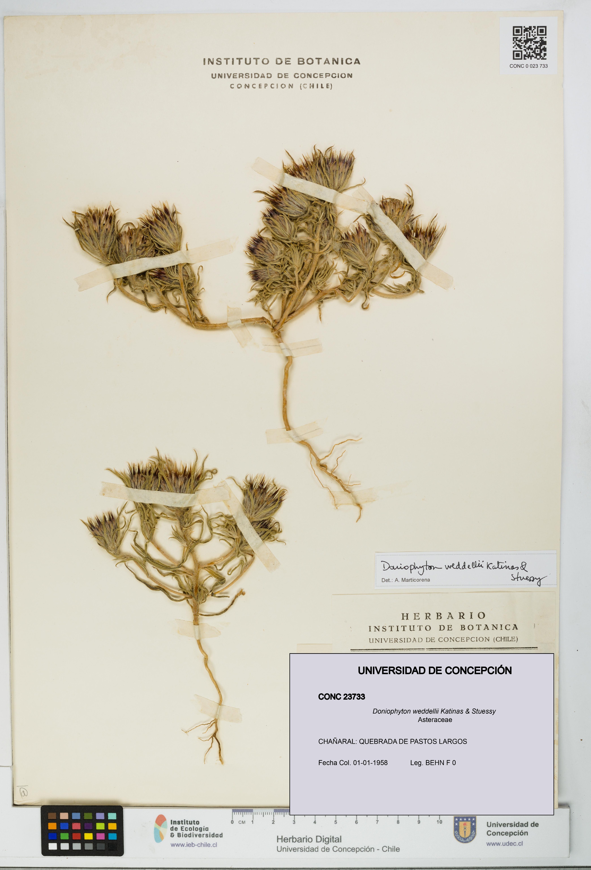 Doniophyton weddellii [Espécimen: UDEC:CONC:0023733]