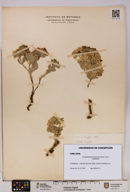 Cruckshanksia hymenodon [Espécimen: UDEC:CONC:0023740]