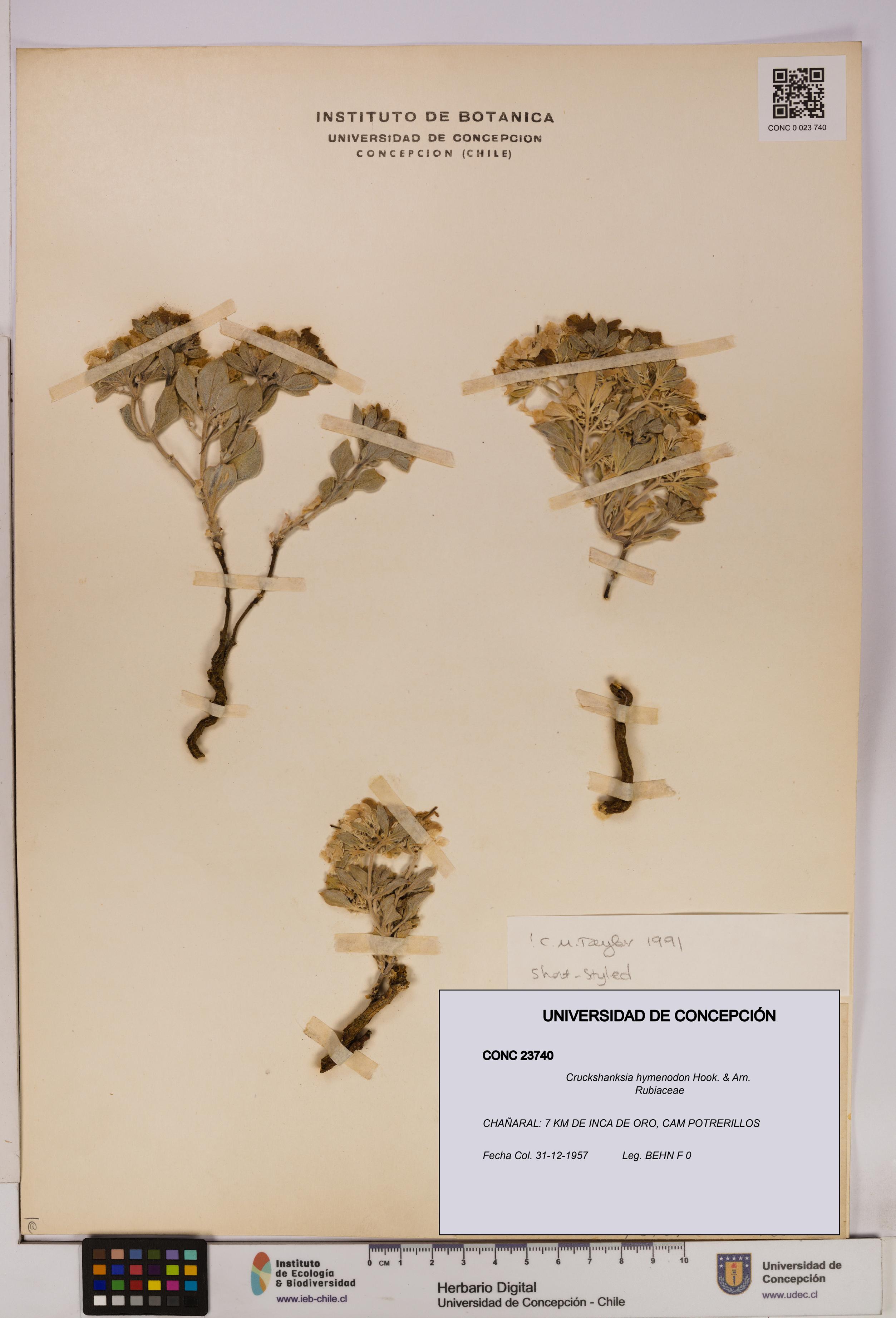 Cruckshanksia hymenodon [Espécimen: UDEC:CONC:0023740]