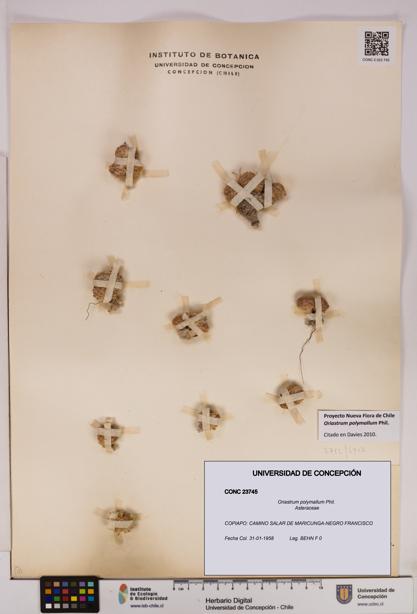 Oriastrum polymallum [Espécimen: UDEC:CONC:0023745]