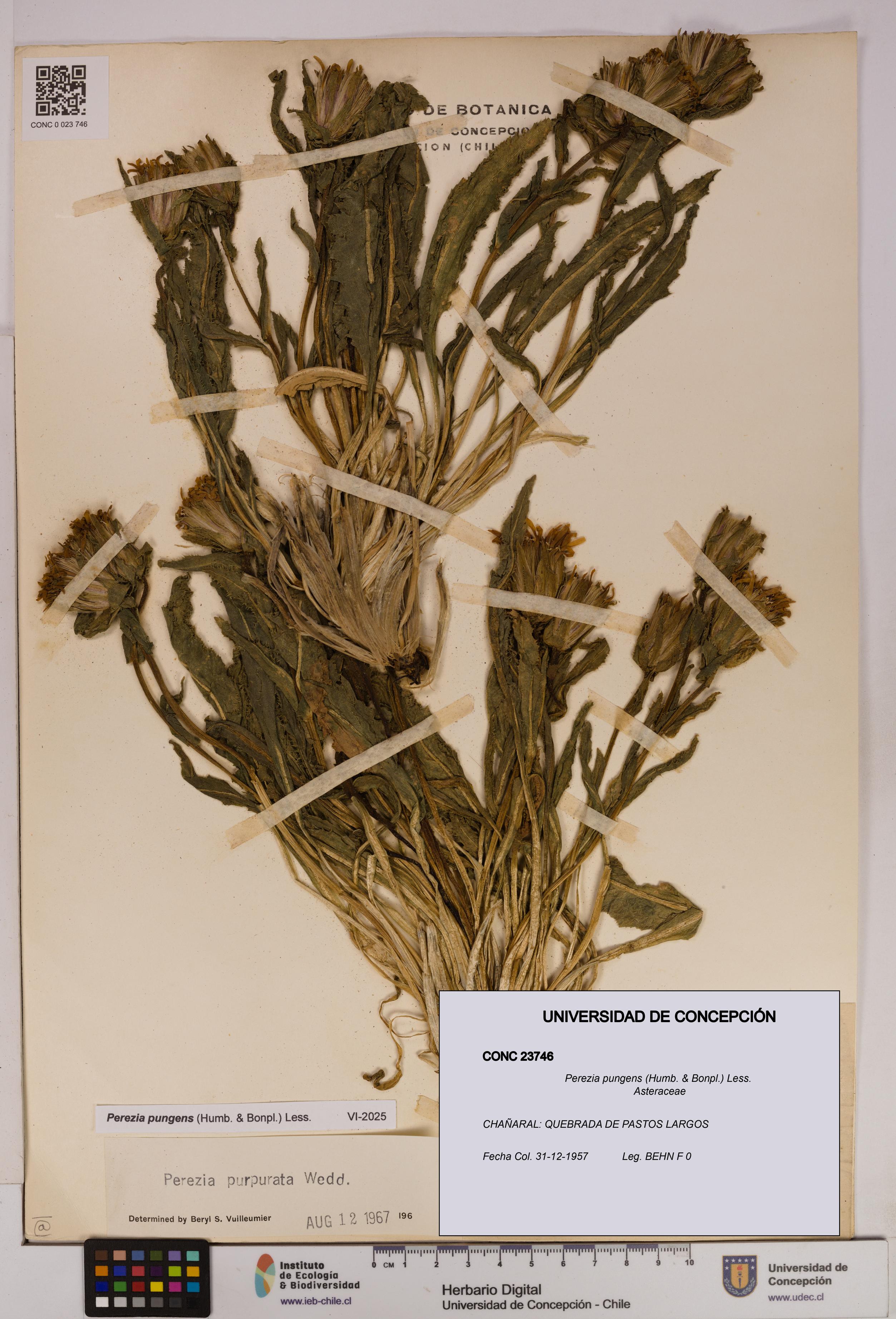 Perezia pungens [Espécimen: UDEC:CONC:0023746]
