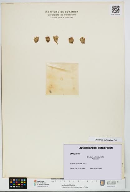 Oriastrum pulvinatum [Espécimen: UDEC:CONC:0023753]