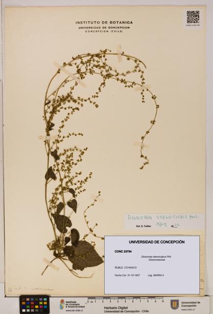 Dioscorea stenocolpus [Espécimen: ]