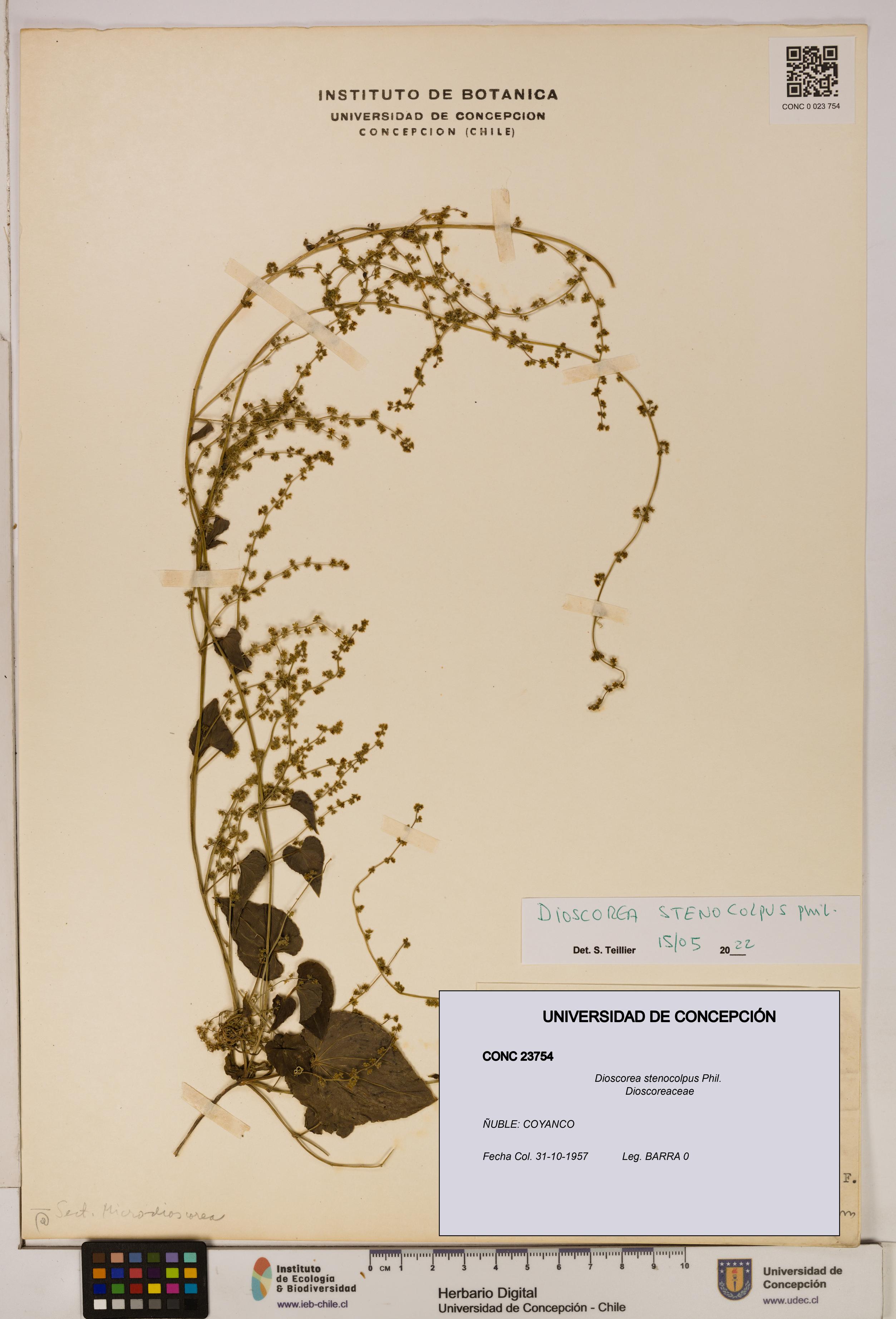 Dioscorea stenocolpus [Espécimen: ]