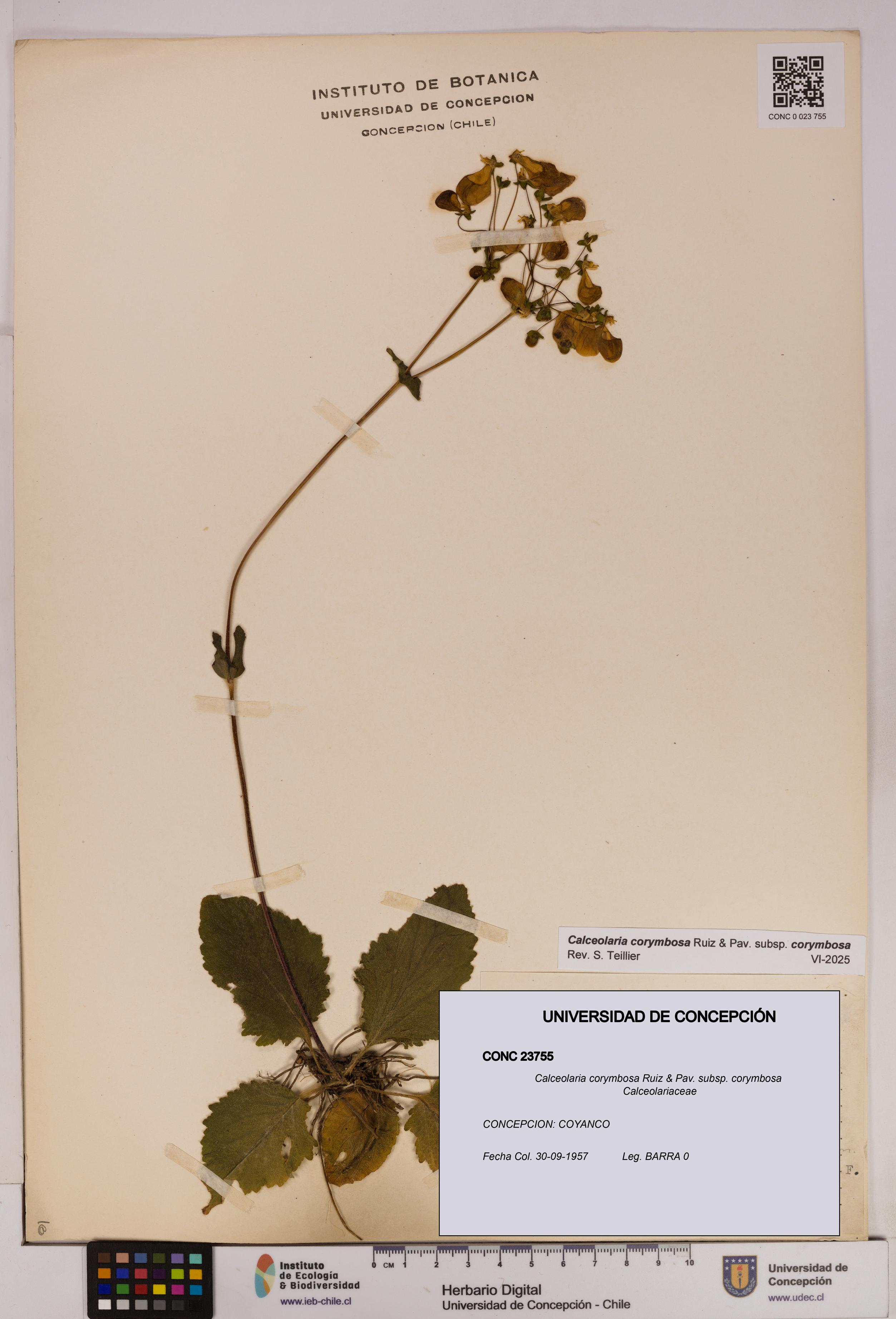 Calceolaria corymbosa [Espécimen: UDEC:CONC:0023755]