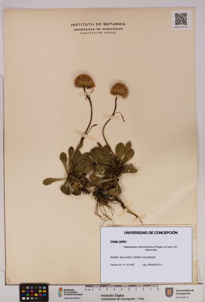 Haplopappus macrocephalus [Espécimen: UDEC:CONC:0023761]