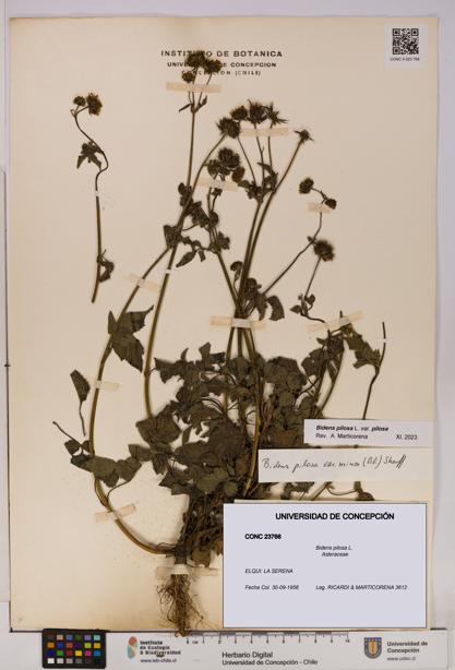 Bidens pilosa [Espécimen: UDEC:CONC:0023766]