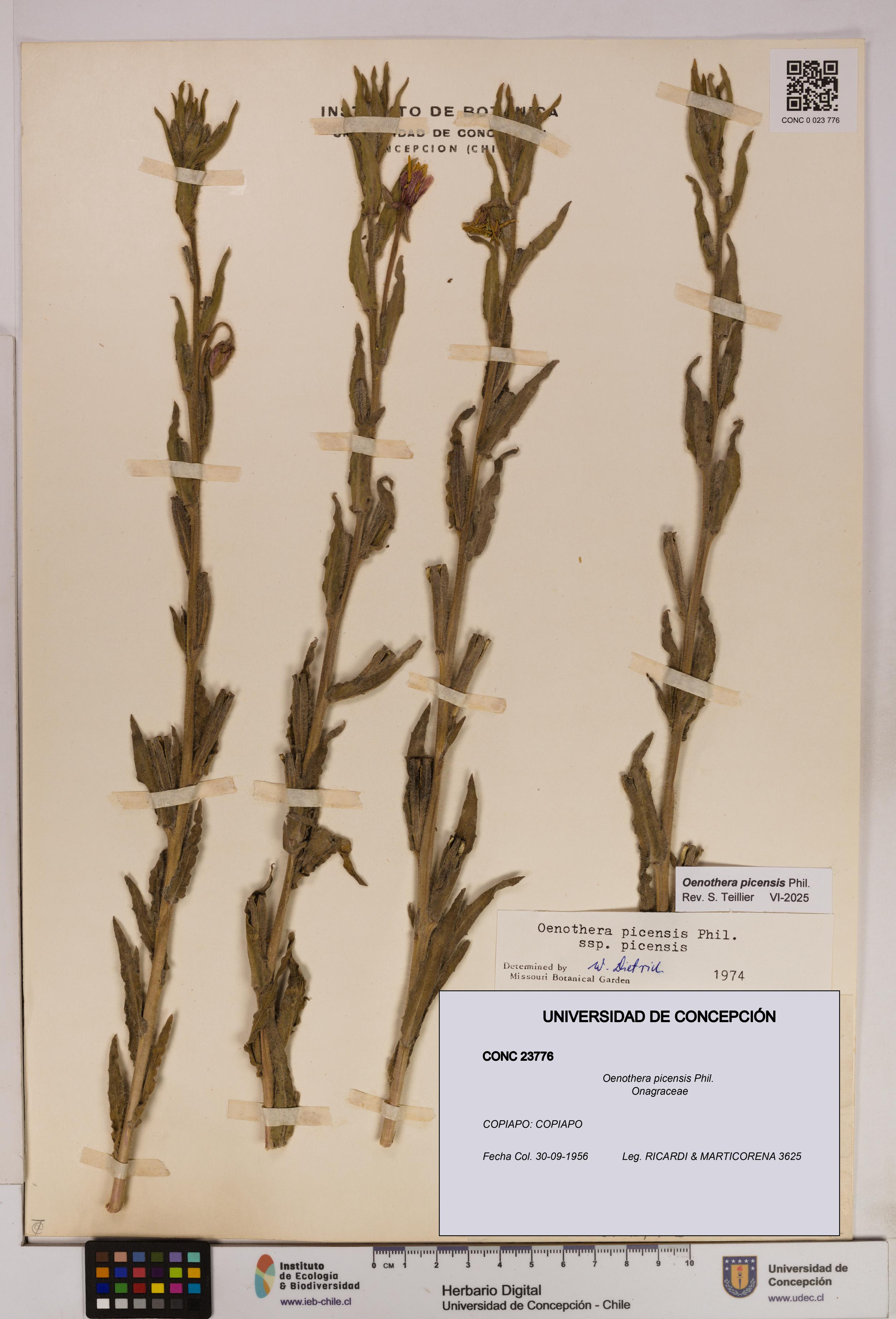 Oenothera picensis [Espécimen: UDEC:CONC:0023776]