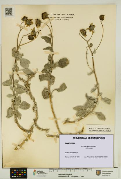 Encelia canescens [Espécimen: UDEC:CONC:0023783]