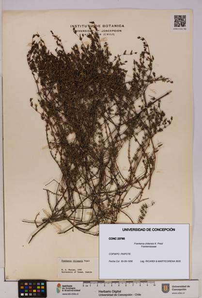 Frankenia chilensis [Espécimen: UDEC:CONC:0023785]