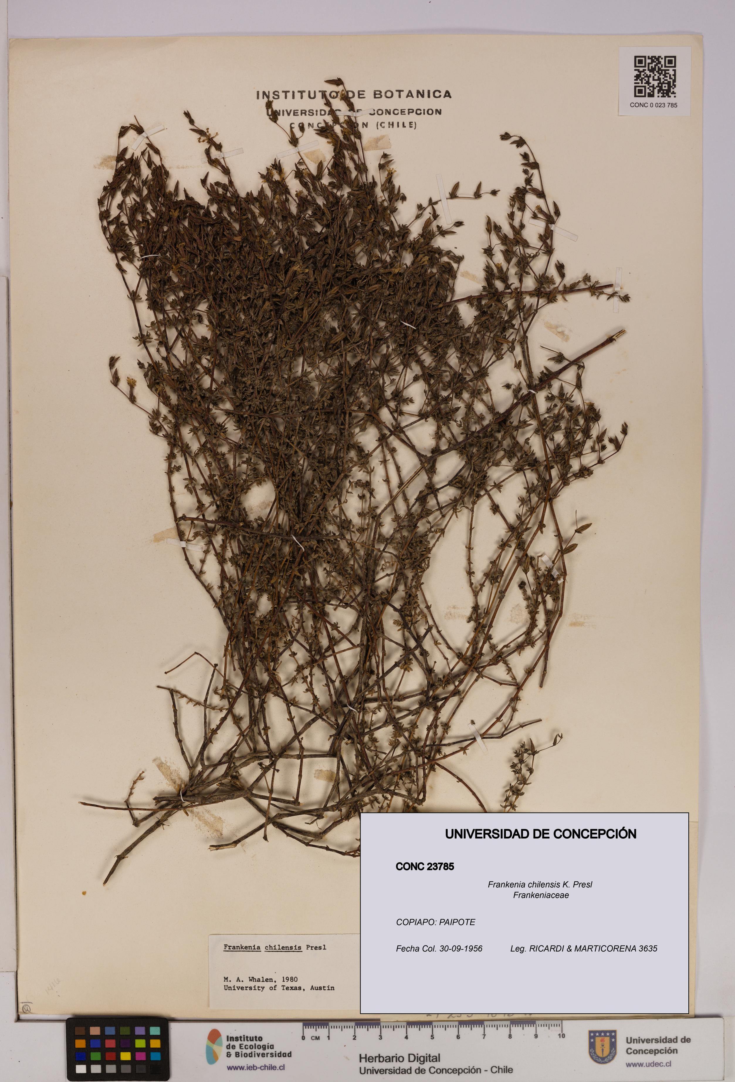 Frankenia chilensis [Espécimen: UDEC:CONC:0023785]
