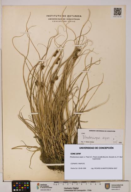 Rhodoscirpus asper [Espécimen: ]