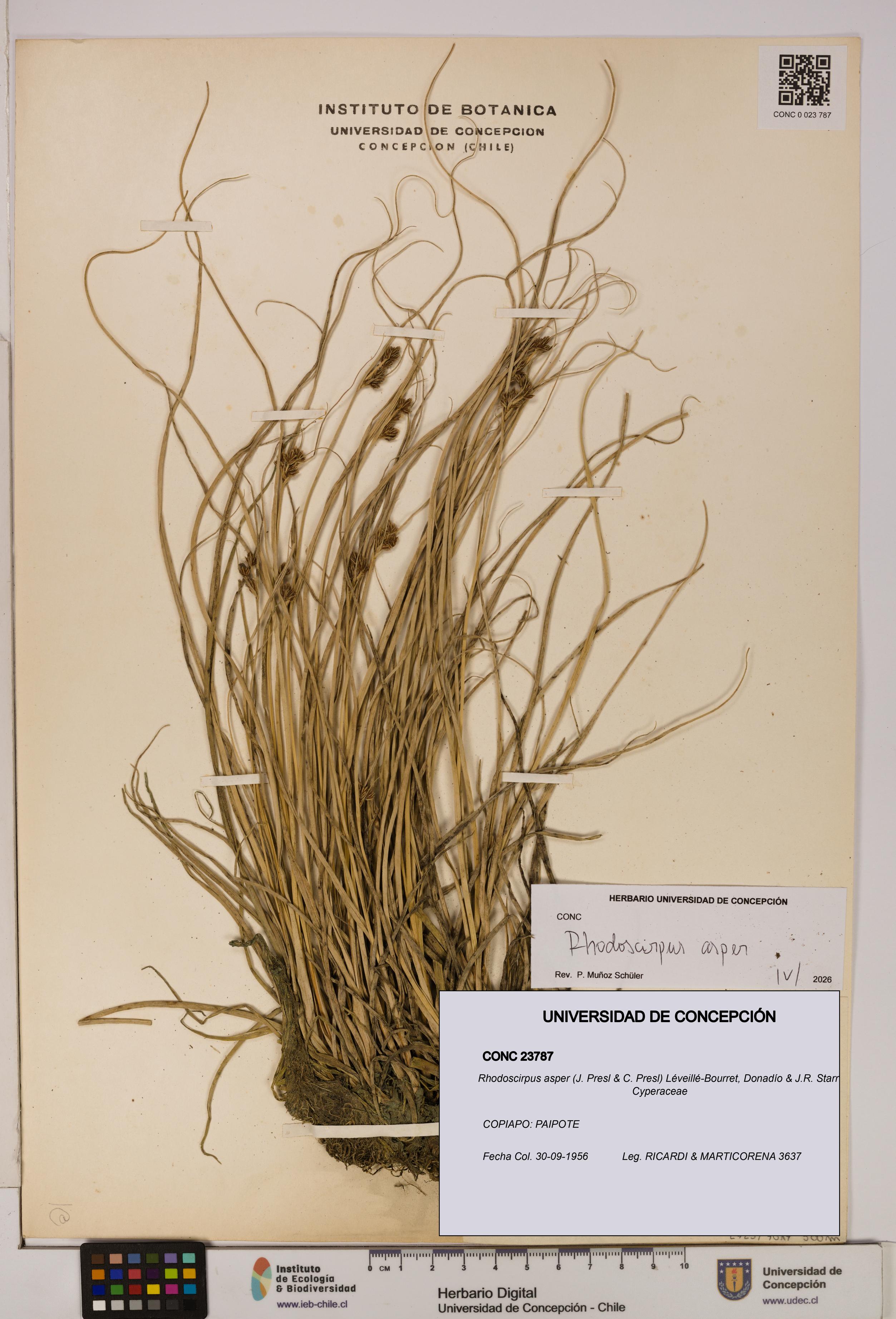 Rhodoscirpus asper [Espécimen: ]
