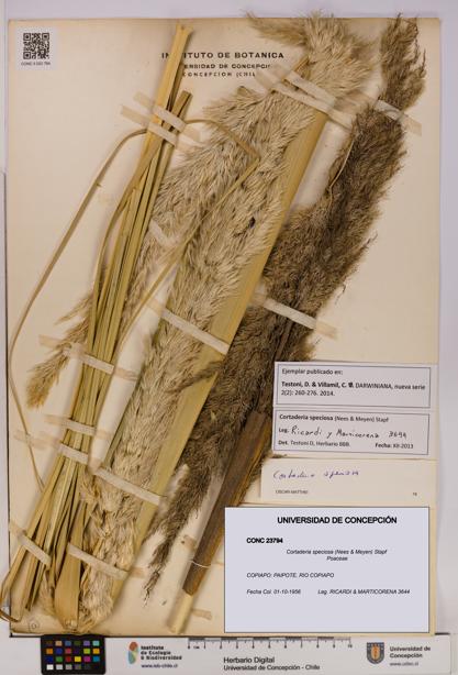 Cortaderia speciosa [Espécimen: UDEC:CONC:0023794]