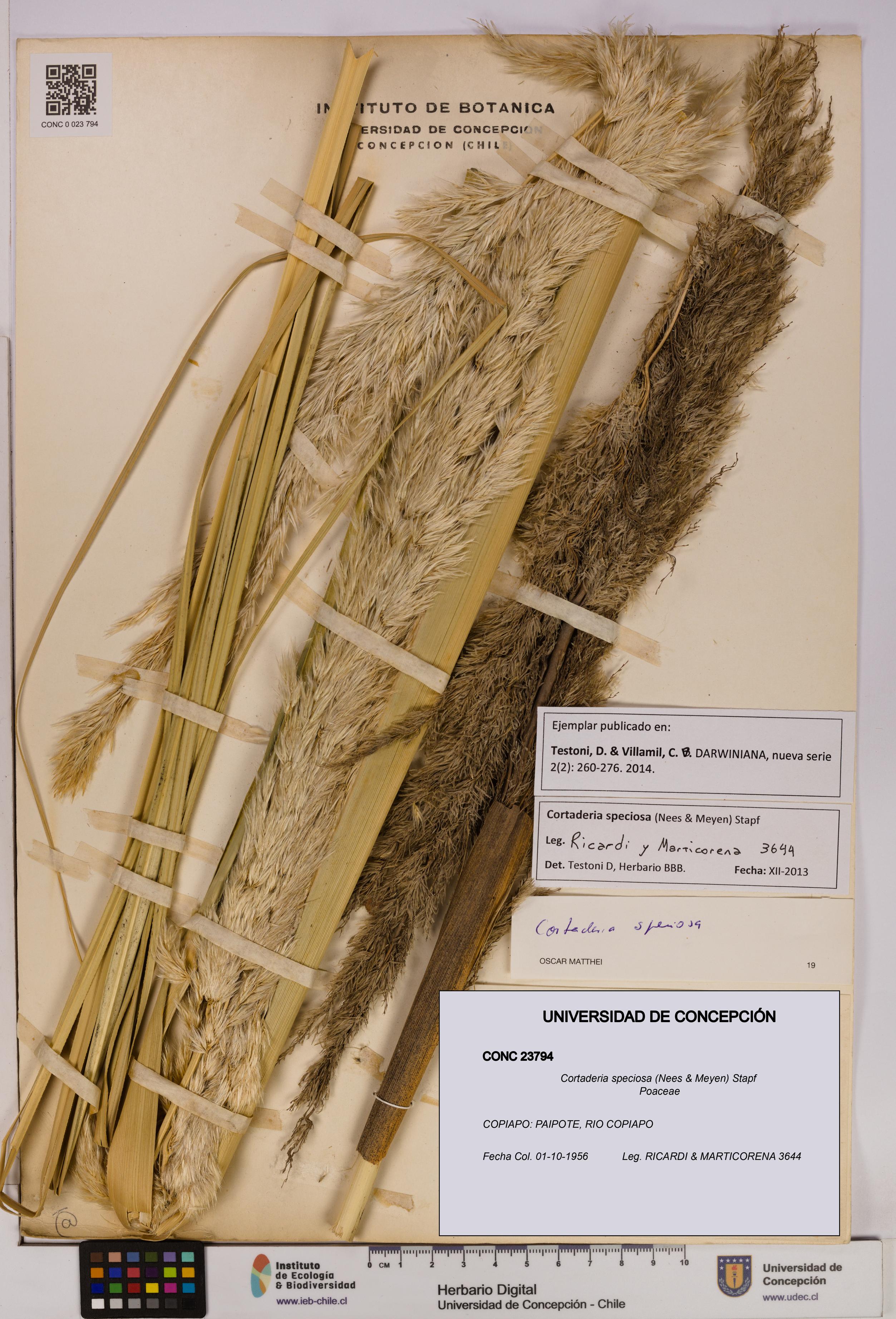 Cortaderia speciosa [Espécimen: UDEC:CONC:0023794]